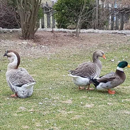 Couette-café Vodopad Lisine 3*